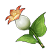 Calla_Lily_Gardening_Materials_Genshin_Impact.png