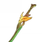 Weapon_Sapwood_Blade.png