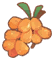 Item_Drop_Buckthorn.png