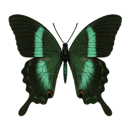 Item icon