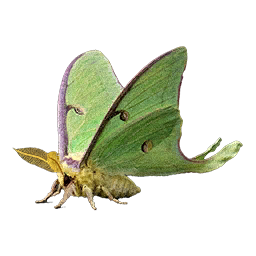 Item icon