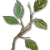 "Bitterleaf Root" icon