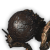 "Mite" icon