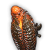 "Cricket Boomer" icon