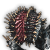 "Mutated Boarlet" icon