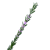 "Rosemary" icon