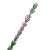 "Pink Rosemary" icon