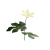 "Palmar Leaf" icon