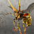 "Killer Bee" icon