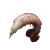 "Boiled Prawn" icon