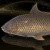 "Lucian Carp" icon