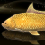 "Gold Lucian Carp" icon