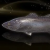 "Allural Sea Bass" icon