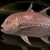 "Crimson Trevally" icon