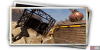 album_photo_butterfly_06-cc8c373a.png