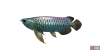 fish_arowana-150e1a22.png