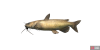 fish_channelcatfish-bf2b2d52.png