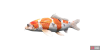 fish_fancycarp-f35f4e0f.png