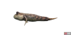 fish_goby-f8d6b473.png