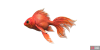 fish_goldfish-e0db60b0.png