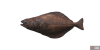 fish_halibut-5ee50bde.png