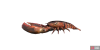 fish_lobster-6e45b587.png