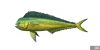 fish_mahimahi-fcf0c535.png