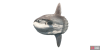 fish_molamola-dce597d9.png
