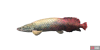 fish_pirarucu-8c781923.png