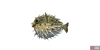 fish_porcupinefish-e2b9d6ba.png
