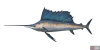 fish_sailfish-29bbc749.png
