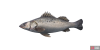 fish_seabass-6907c9c0.png