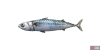 fish_mackerel-4ea43d18.png