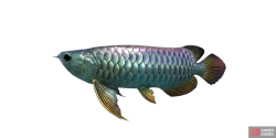 fish_arowana-150e1a22.png