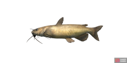 fish_channelcatfish-bf2b2d52.png