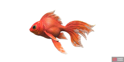 fish_goldfish-e0db60b0.png