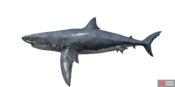 fish_greatwhiteshark-af4436bc.png