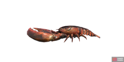 fish_lobster-6e45b587.png