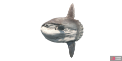 fish_molamola-dce597d9.png