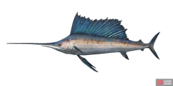 fish_sailfish-29bbc749.png