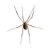"Spider" icon