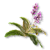 "Comfrey" icon