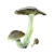 "Green-Gilled Mushroom" icon