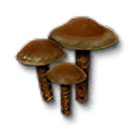 Item icon