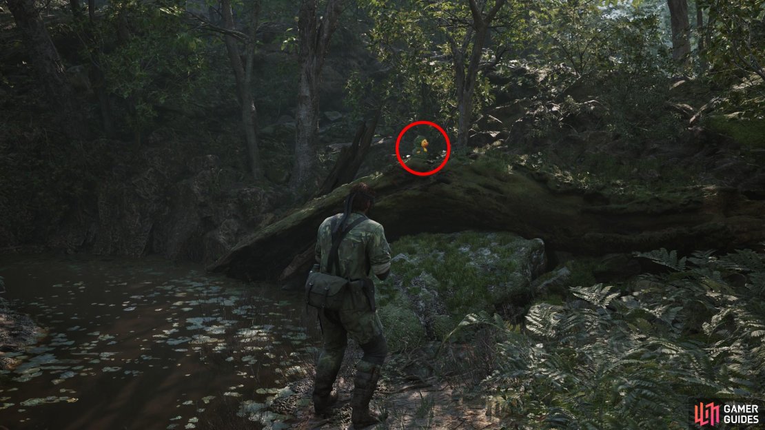 During Operation Snake Eater, backtrack to the Dremuchij Swampland to find this GA-KO on a fallen tree along the eastern coast of the swamp.