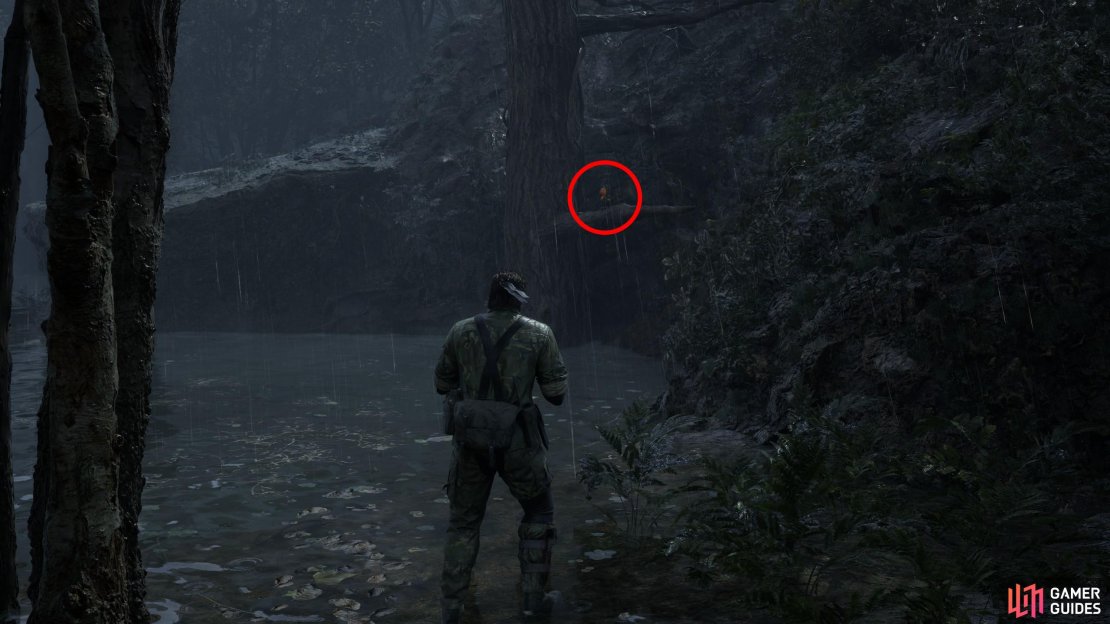 Swim across the pond to the northeastern shore and look northwest to spot this GA-KO on a tree branch.