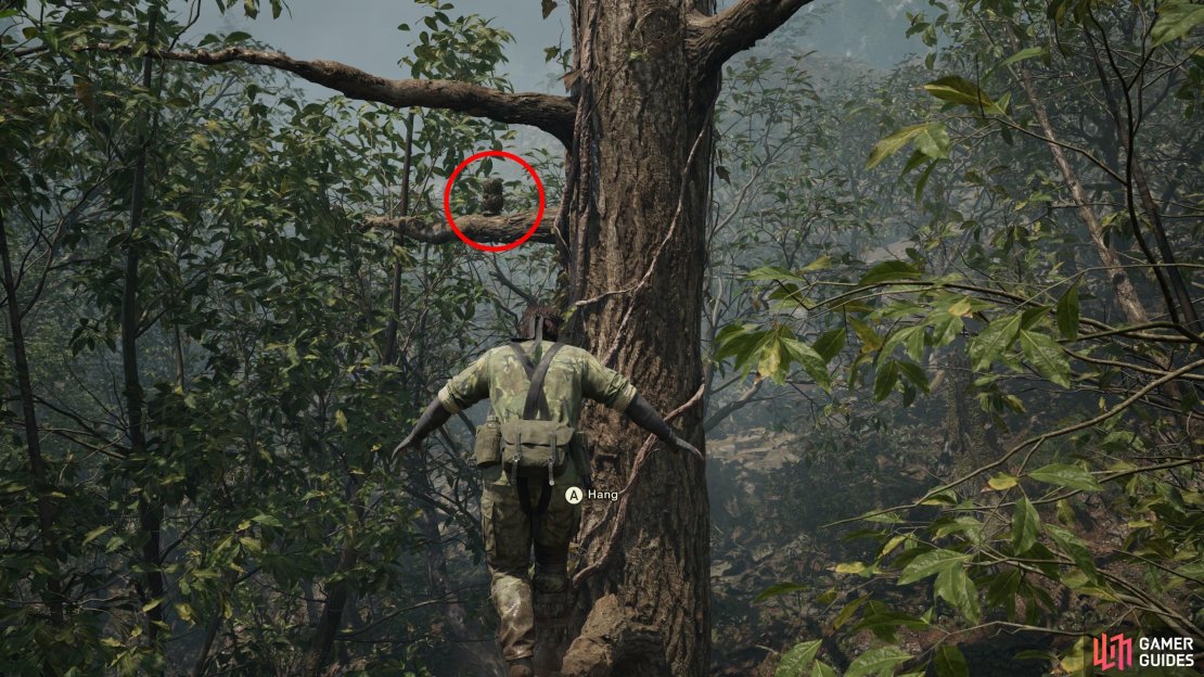 Climb under an electric fence to reach a strip of land between two electric fences. Head to the western edge of this land between the fences (be wary of Claymores), climb a tree and turn hwest to find this GA-KO on a higher branch.