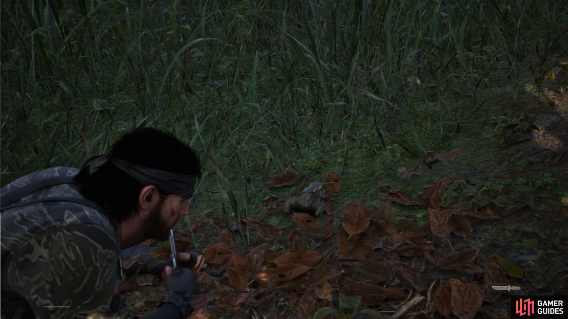 You can find the Otton Frog in a few areas of Dremuchij, during Operation Snake Eater.