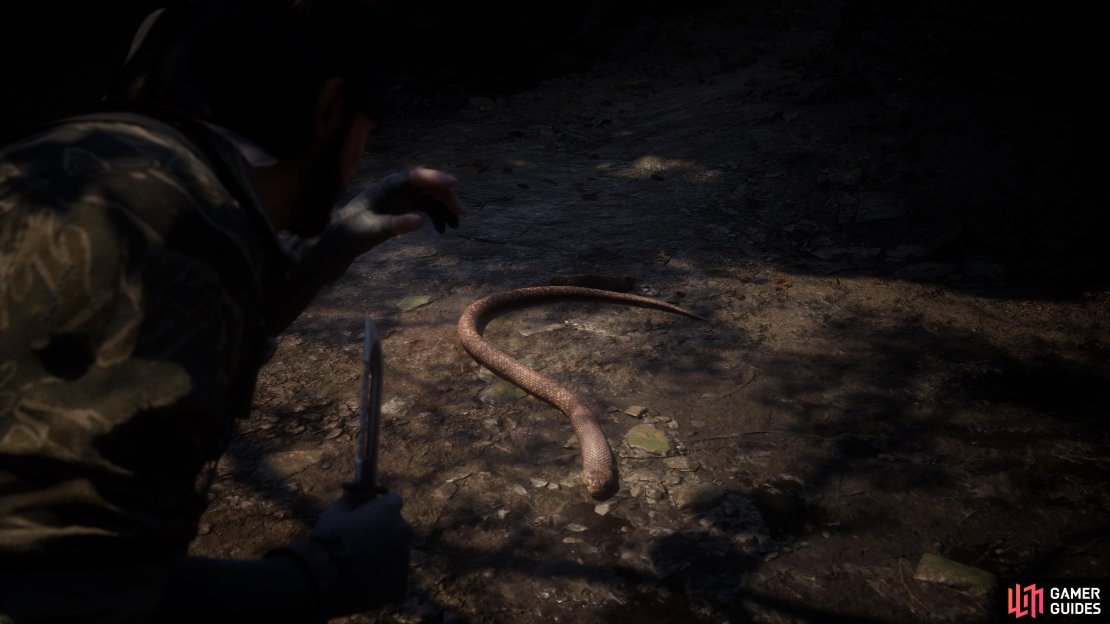 There will be two Thai Cobras in the Chyornaya Peschera Cave Entrance area.