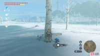 You can find many shrooms not far from the stable.